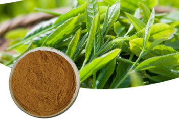 Beneficios de los polifenoles en el té